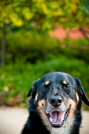 The Therapy Dogs-175