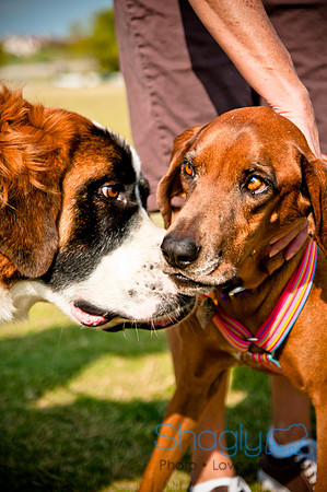 The Therapy Dogs-27