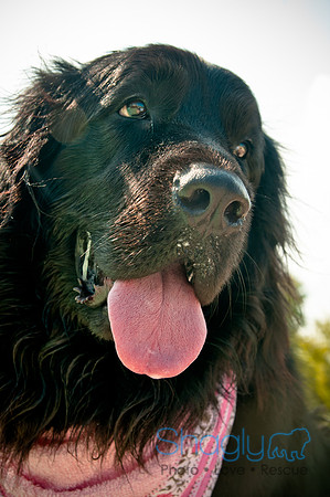 The Therapy Dogs-44