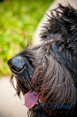 The Therapy Dogs-104