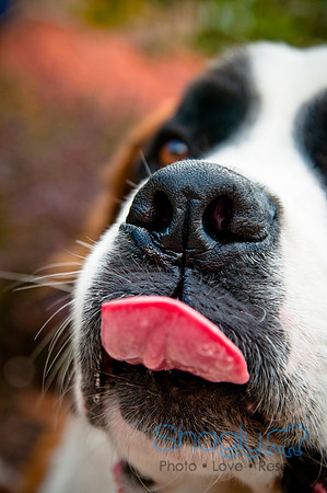 The Therapy Dogs-111