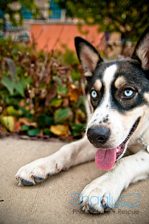 The Therapy Dogs-177