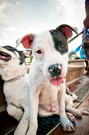 The Therapy Dogs-49