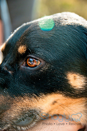 The Therapy Dogs-133