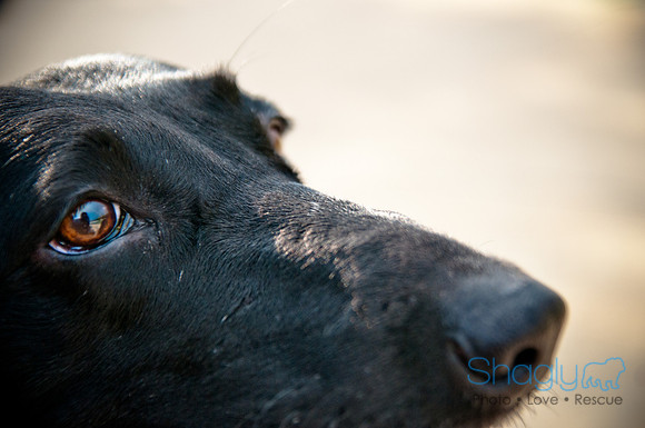 The Therapy Dogs-156