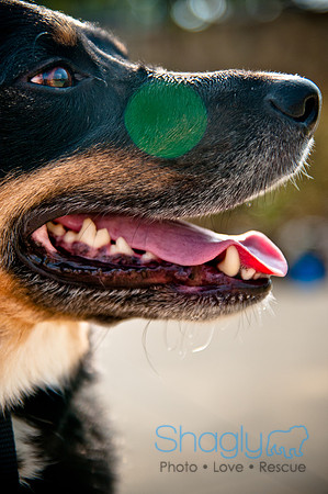 The Therapy Dogs-135