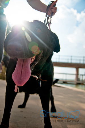 The Therapy Dogs-145