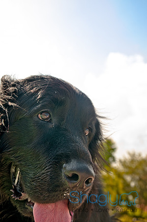 The Therapy Dogs-43