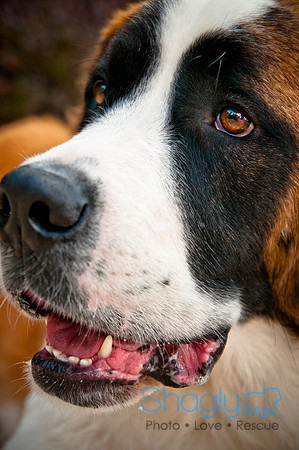 The Therapy Dogs-113