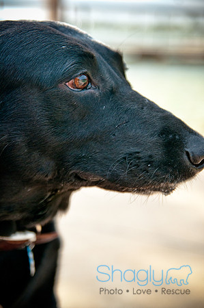 The Therapy Dogs-152