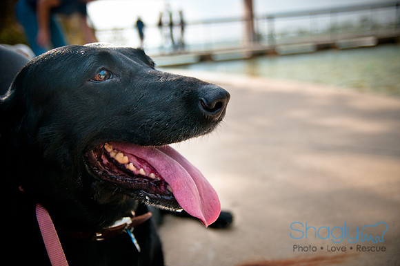 The Therapy Dogs-154
