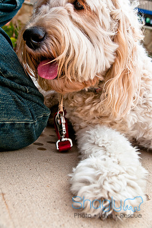 The Therapy Dogs-79