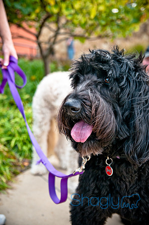 The Therapy Dogs-114
