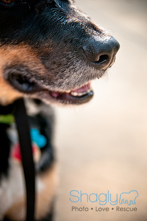The Therapy Dogs-140