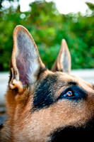 The Therapy Dogs-6