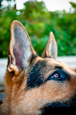 The Therapy Dogs-6