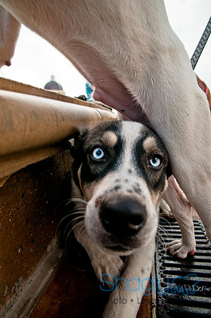 The Therapy Dogs-54