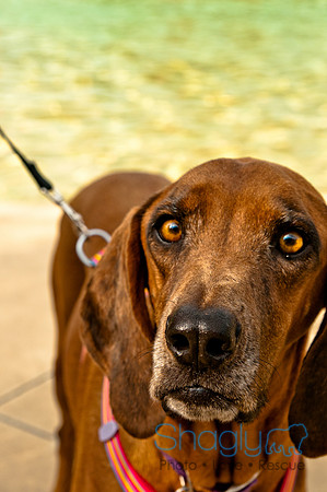 The Therapy Dogs-123