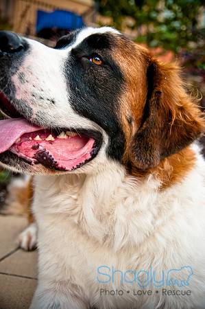 The Therapy Dogs-106