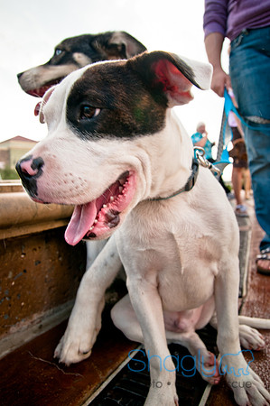 The Therapy Dogs-53
