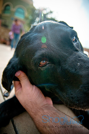 The Therapy Dogs-161