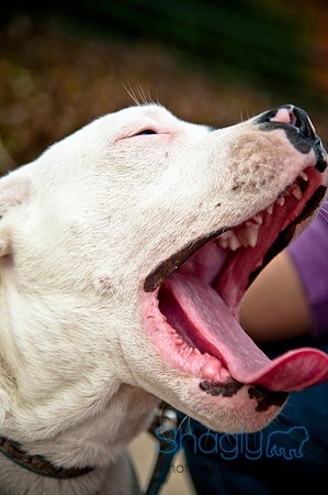 The Therapy Dogs-189