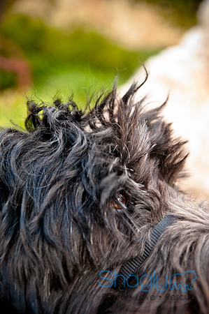 The Therapy Dogs-105