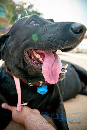 The Therapy Dogs-165