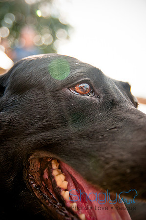 The Therapy Dogs-159