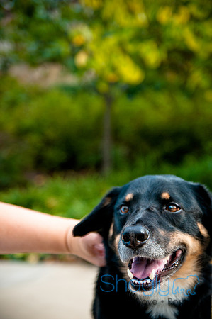 The Therapy Dogs-171