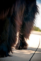 The Therapy Dogs-13