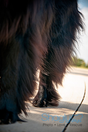 The Therapy Dogs-13