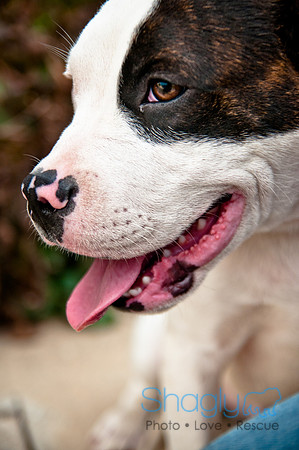 The Therapy Dogs-187