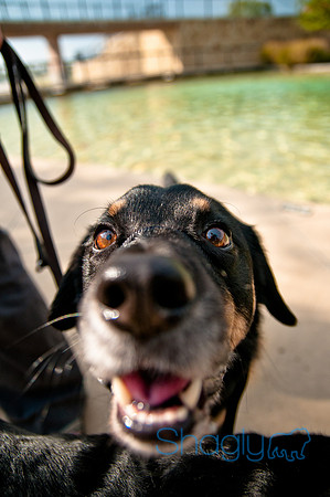The Therapy Dogs-129