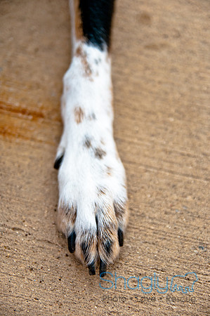 The Therapy Dogs-132