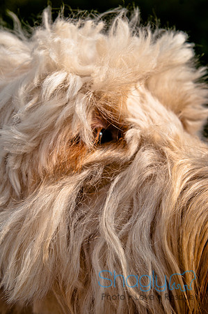 The Therapy Dogs-74