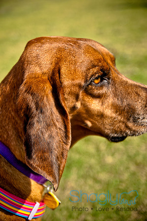 The Therapy Dogs-23