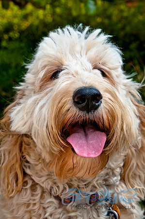 The Therapy Dogs-75