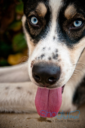 The Therapy Dogs-180