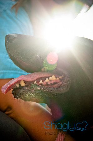 The Therapy Dogs-146