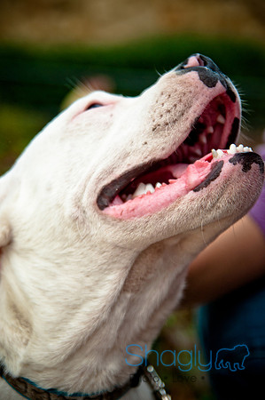The Therapy Dogs-186
