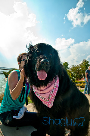 The Therapy Dogs-41