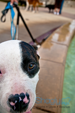 The Therapy Dogs-47
