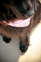 The Therapy Dogs-17