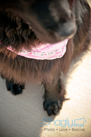 The Therapy Dogs-17