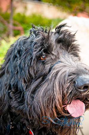 The Therapy Dogs-102