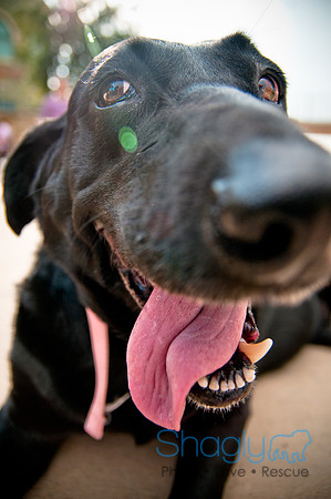 The Therapy Dogs-166