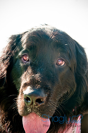 The Therapy Dogs-40