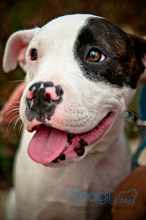 The Therapy Dogs-190