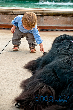 The Therapy Dogs-59